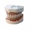 Tipodonto dental tipo Frasaco ANA-4 Bader