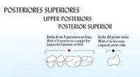 DIENTES NEWCRYL SECTOR POSTEROSUPERIOR